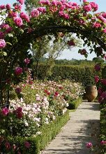 david austin rose gardens