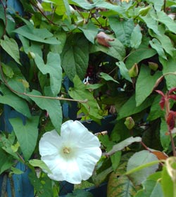 Bindweed