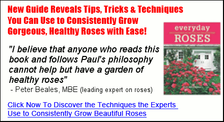 grow beautiful roses