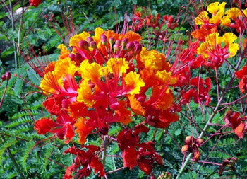 Mexican Bird Of Paradise Bush