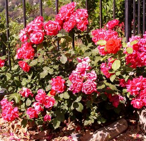 Miniature rose bush with beautiful pink flowers