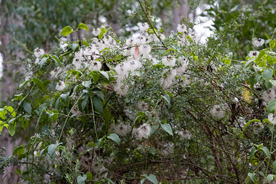 Old man's beard seeding (clematis vitalba)