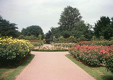 queen mary's rose garden: Photo by Roger Wollstadt