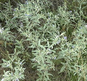 Silverleaf Nightshade