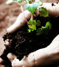 garden soil