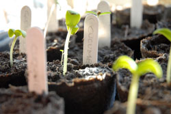 why buy heirloom seeds